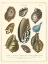 Picture of CONCHOLOGY COLLECTION II