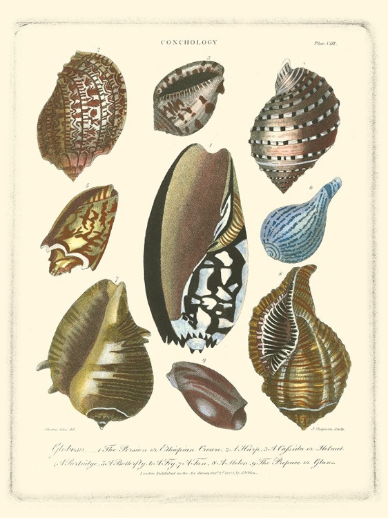 Picture of CONCHOLOGY COLLECTION II