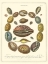 Picture of CONCHOLOGY COLLECTION III