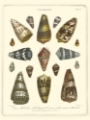 Picture of CONCHOLOGY COLLECTION IV