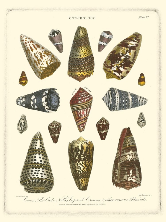 Picture of CONCHOLOGY COLLECTION IV