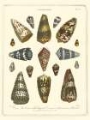 Picture of CONCHOLOGY COLLECTION IV