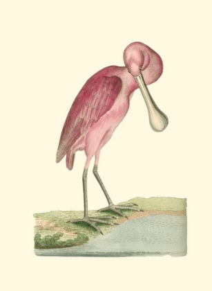 Picture of ROSEATE SPOONBILL