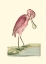 Picture of ROSEATE SPOONBILL