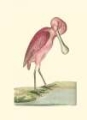Picture of ROSEATE SPOONBILL