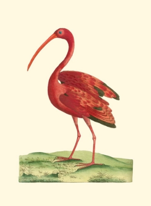 Picture of RED IBIS