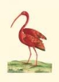 Picture of RED IBIS