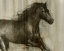 Picture of CUSTOM DYNAMIC STALLION I (CE)