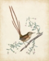 Picture of DELICATE BIRDS I