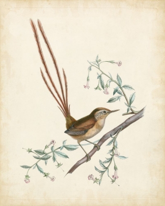 Picture of DELICATE BIRDS I