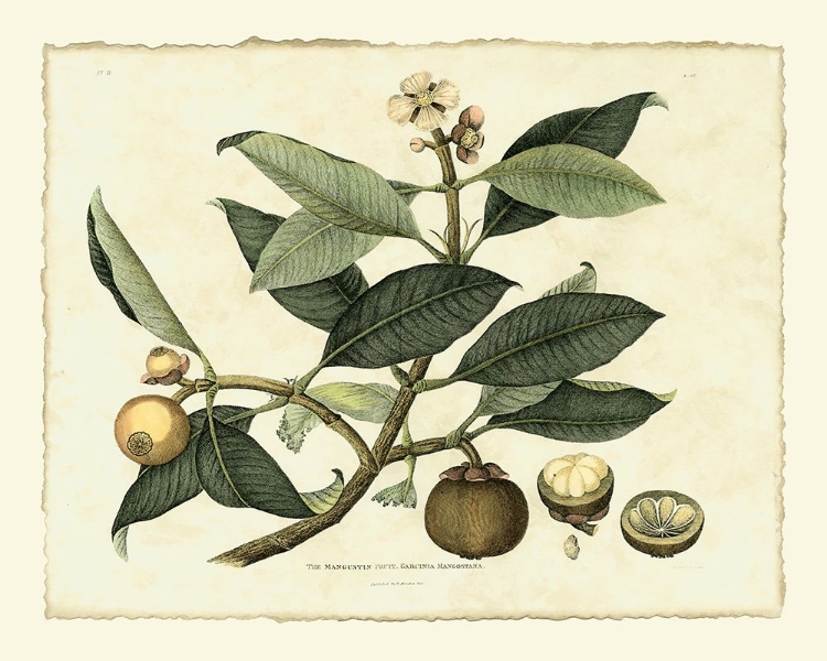 Picture of DELICATE BOTANICAL I