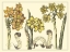 Picture of NARCISSUS IN BLOOM I