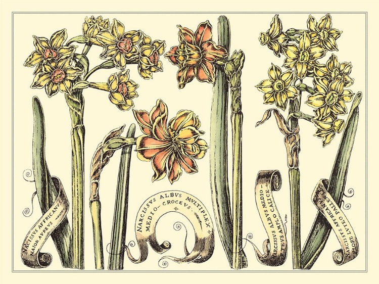 Picture of NARCISSUS IN BLOOM II