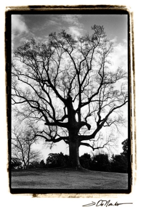 Picture of MAJESTIC SPLENDOR