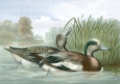 Picture of AMERICAN WIGEON DUCKS