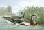 Picture of AMERICAN WIGEON DUCKS