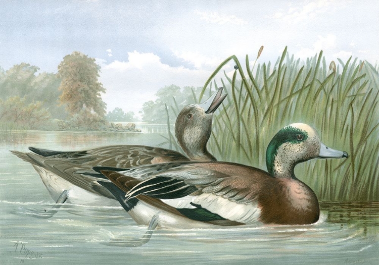 Picture of AMERICAN WIGEON DUCKS