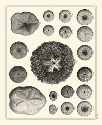 Picture of AEGEAN COLLECTION I