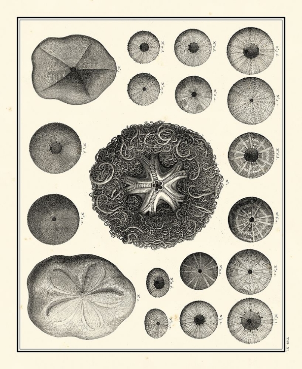 Picture of AEGEAN COLLECTION I