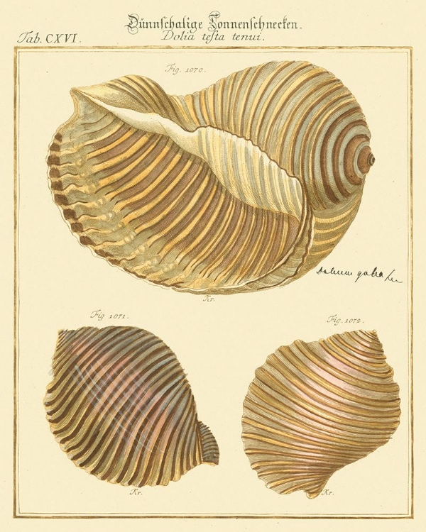 Picture of ANTIQUE MARTINI SHELLS I