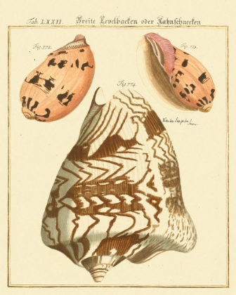 Picture of ANTIQUE MARTINI SHELLS II