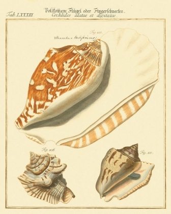 Picture of ANTIQUE MARTINI SHELLS III