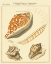 Picture of ANTIQUE MARTINI SHELLS III