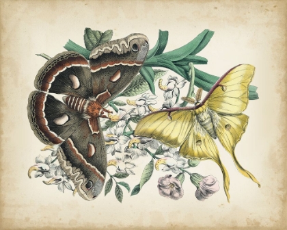 Picture of FANCIFUL FLIGHT I