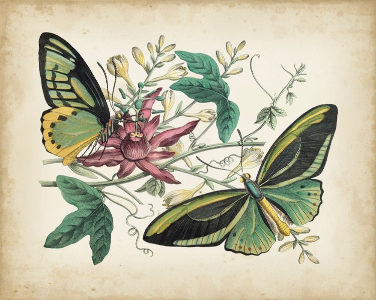 Picture of FANCIFUL FLIGHT II