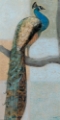 Picture of RESTING PEACOCK I