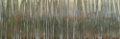 Picture of BLUE BIRCH FOREST I