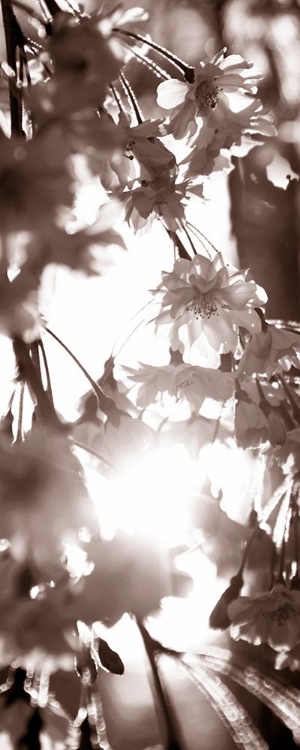 Picture of BLOSSOM TRIPTYCH I