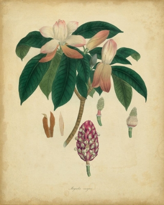 Picture of ENGELMANN BOTANICAL I