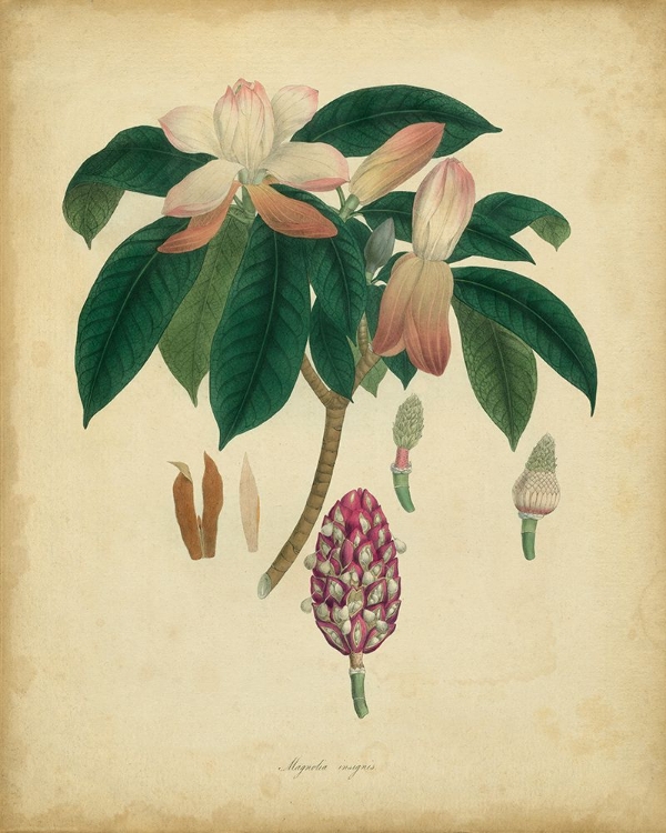 Picture of ENGELMANN BOTANICAL I