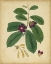 Picture of ENGELMANN BOTANICAL IV