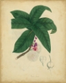 Picture of ENGELMANN BOTANICAL V