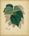Picture of ENGELMANN BOTANICAL VII
