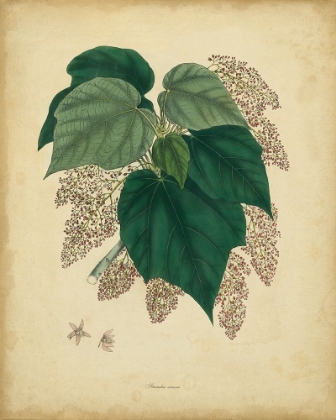 Picture of ENGELMANN BOTANICAL VII
