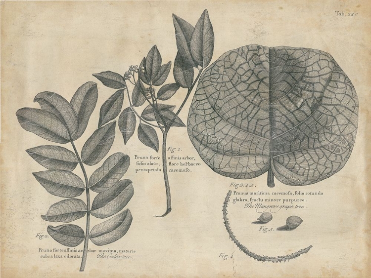 Picture of VINTAGE FOLIA I