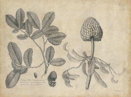 Picture of VINTAGE FOLIA II