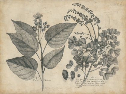 Picture of VINTAGE FOLIA III