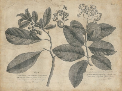 Picture of VINTAGE FOLIA IV