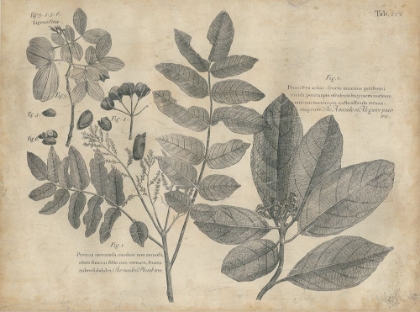 Picture of VINTAGE FOLIA V