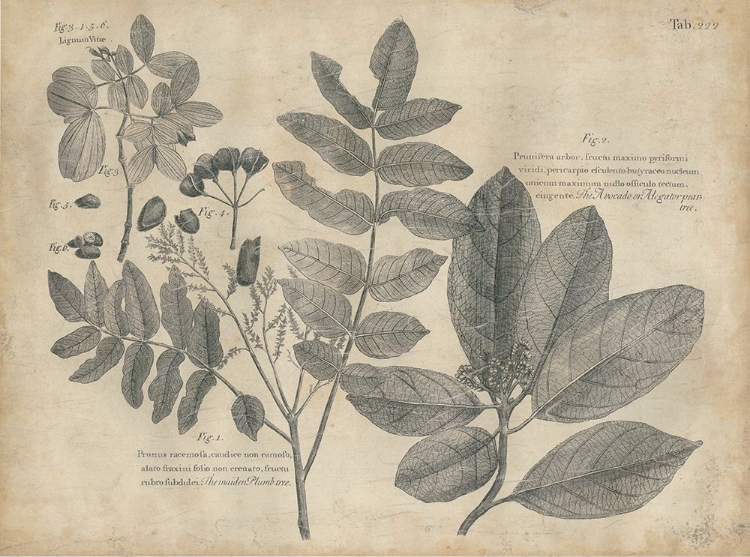 Picture of VINTAGE FOLIA V