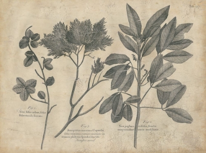 Picture of VINTAGE FOLIA VI