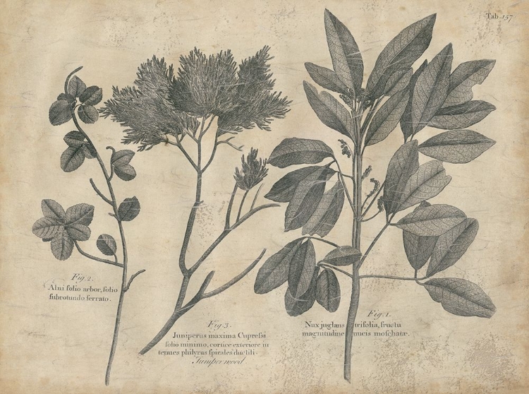 Picture of VINTAGE FOLIA VI