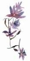 Picture of NO DCKL FLORAL WATERCOLOR IV
