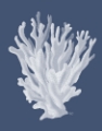 Picture of CORAL 17 WHITE ON INDIGO BLUE