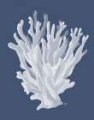 Picture of CORAL 17 WHITE ON INDIGO BLUE