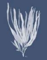 Picture of SEAWEED 1 WHITE ON INDIGO BLUE